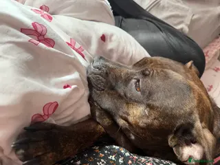 American Bull Staffy dogs Looking for a stud for my loving girl - Advert 9