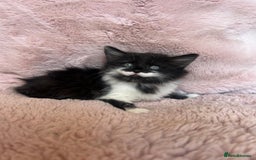 Mixed Breed cats for sale: Maine coon cross ragdoll kittens - Image 7