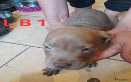 Staffordshire Bull Terrier dogs for sale: Staffordshire bull terrier 2x litters - Image 3