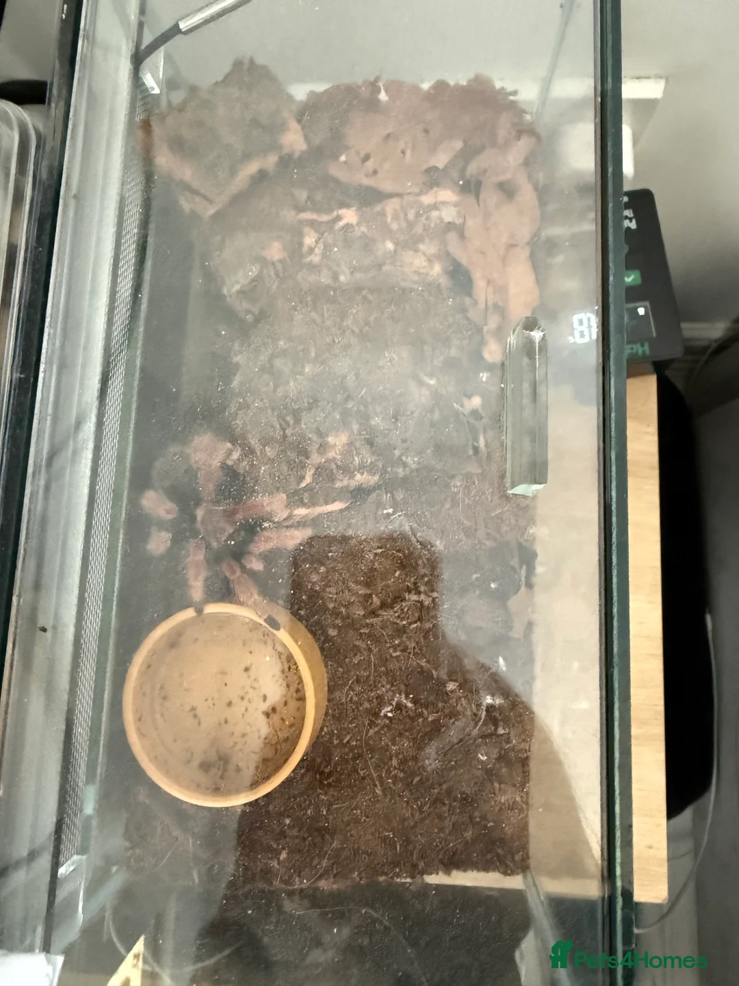 Tarantulas invertebrates for sale: Mexican fire leg tarantula  - Advert 4