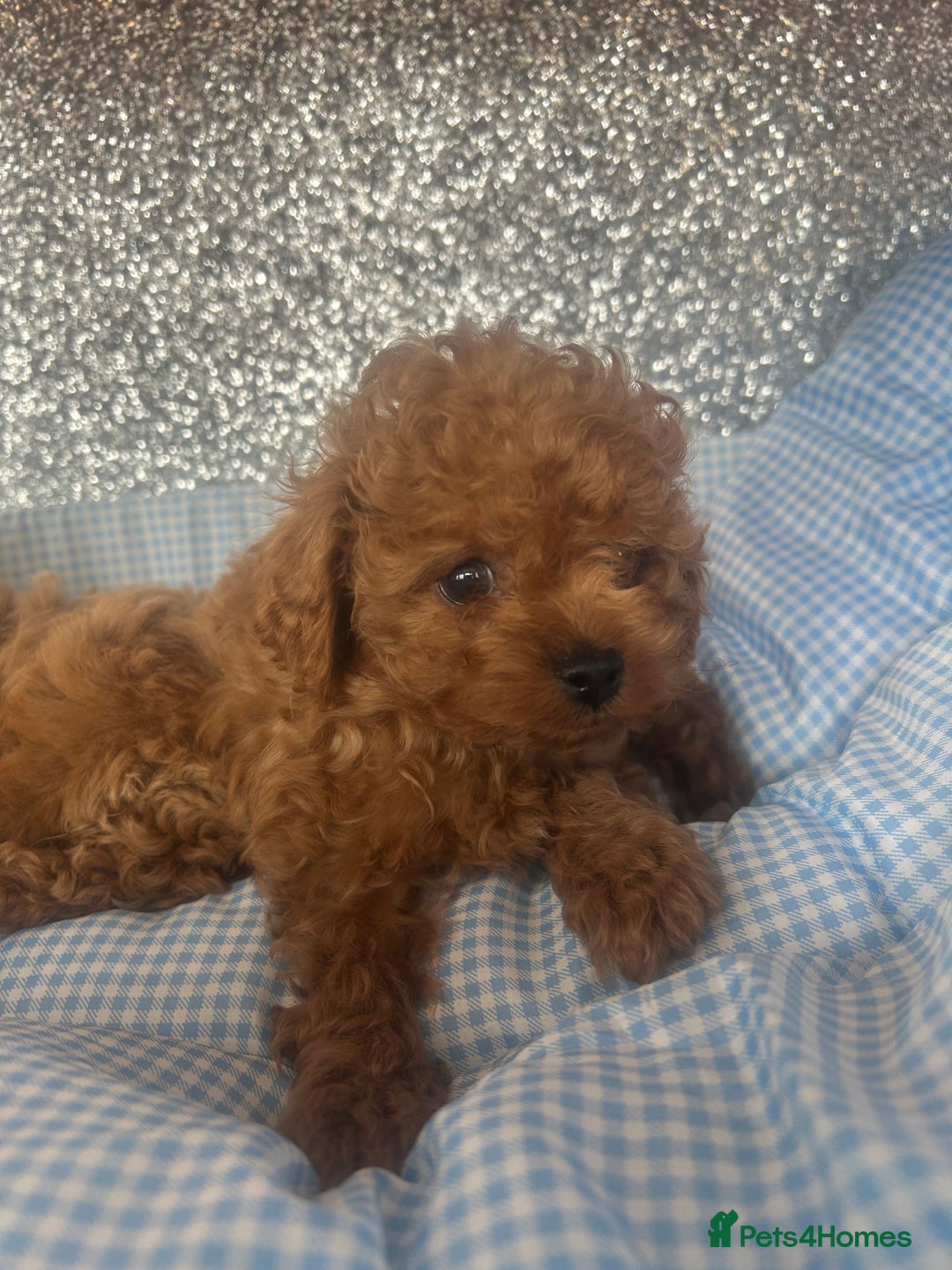 Cavapoo dogs for sale: F1 b cavapoo puppies 🐶  - Image 13