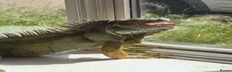 Iguana reptiles for sale: Green Iguana - Advert 4