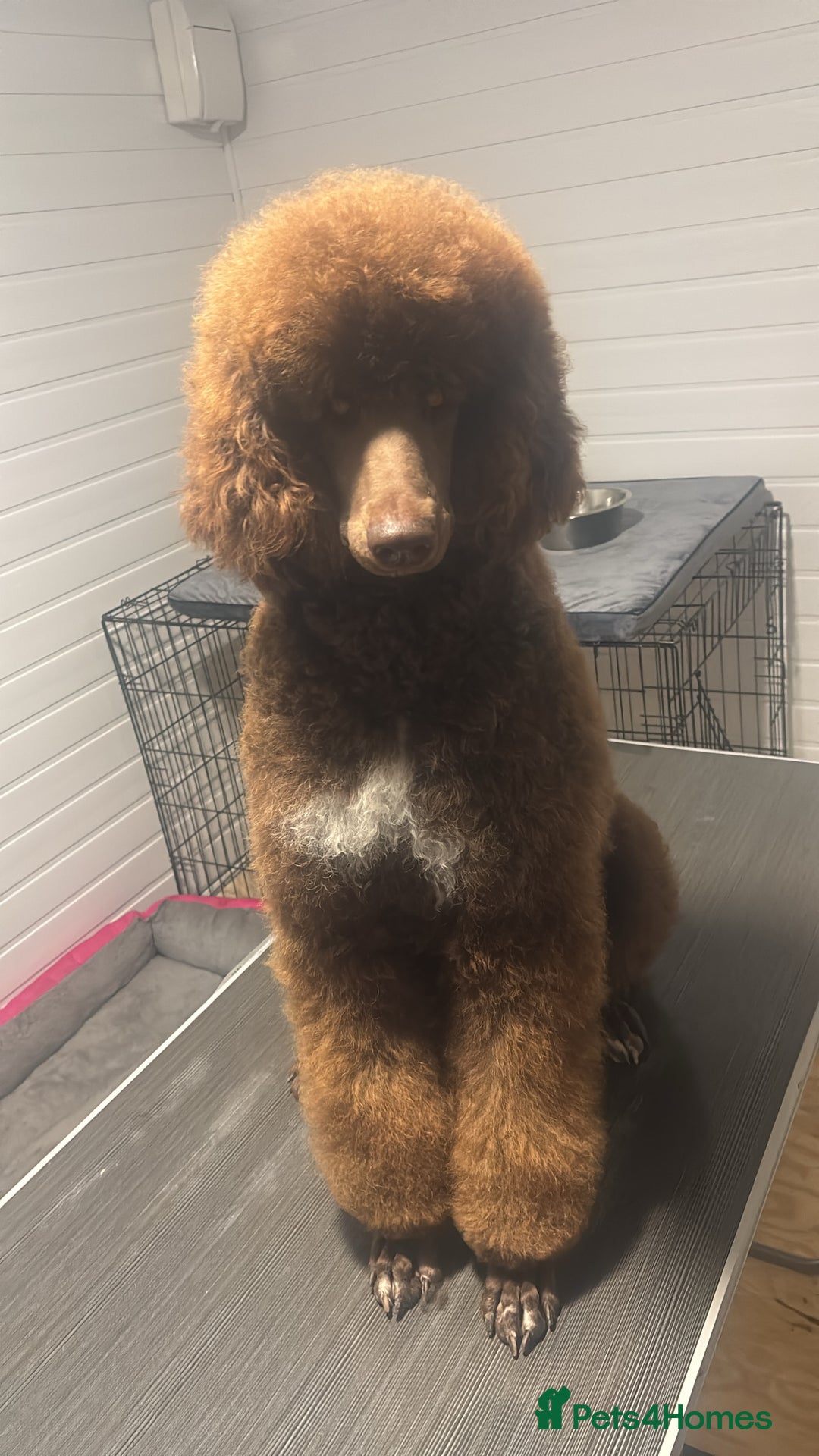 Standard Poodle dogs for sale: Standard poodle  - Image 1