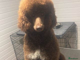 Standard Poodle dogs - Advert 1