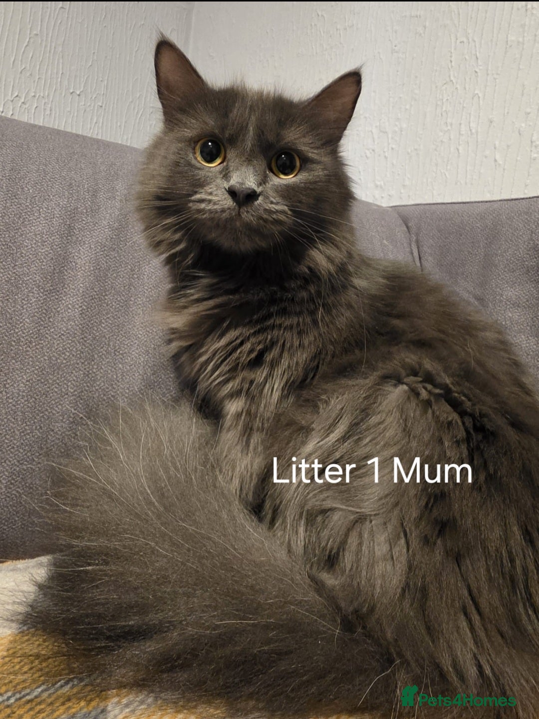 Mixed Breed cats 10 Beautiful Kittens! - Advert 1