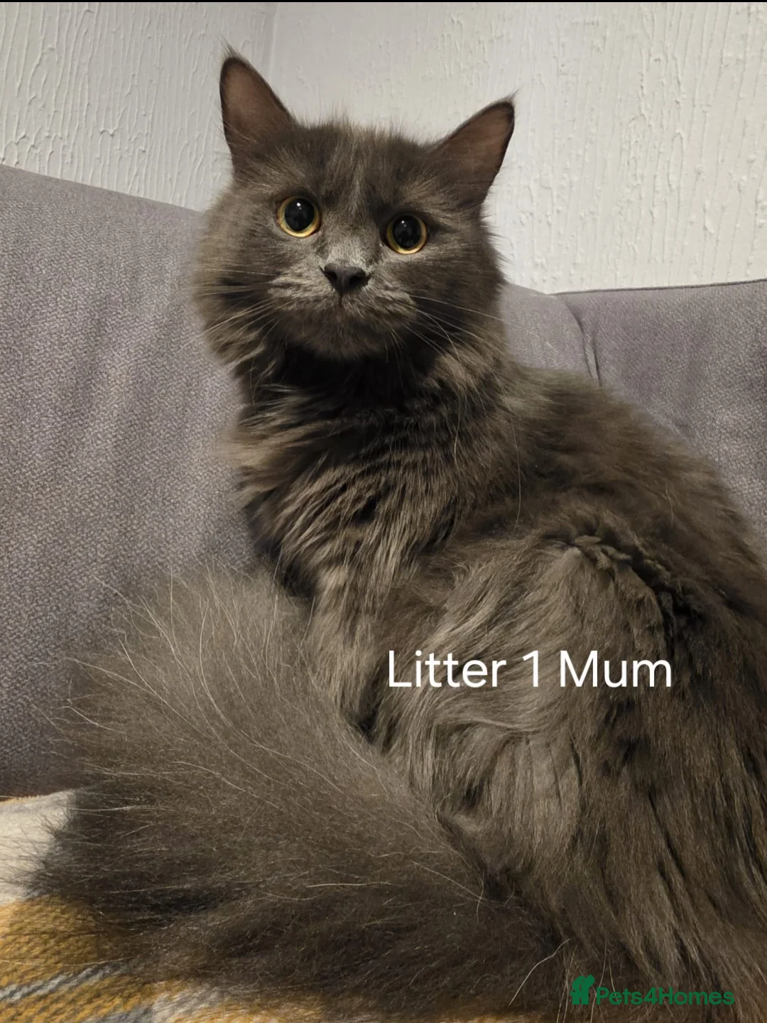 Mixed Breed cats for sale: 10 Beautiful Kittens! - Advert 1