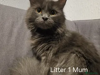 Mixed Breed cats 10 Beautiful Kittens! - Advert 1