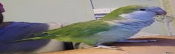 Parrots birds for sale: Female green quaker in Neath - Advert 9