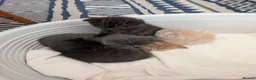Maine Coon cats for sale: Main coon cross kittens!  - Advert 2
