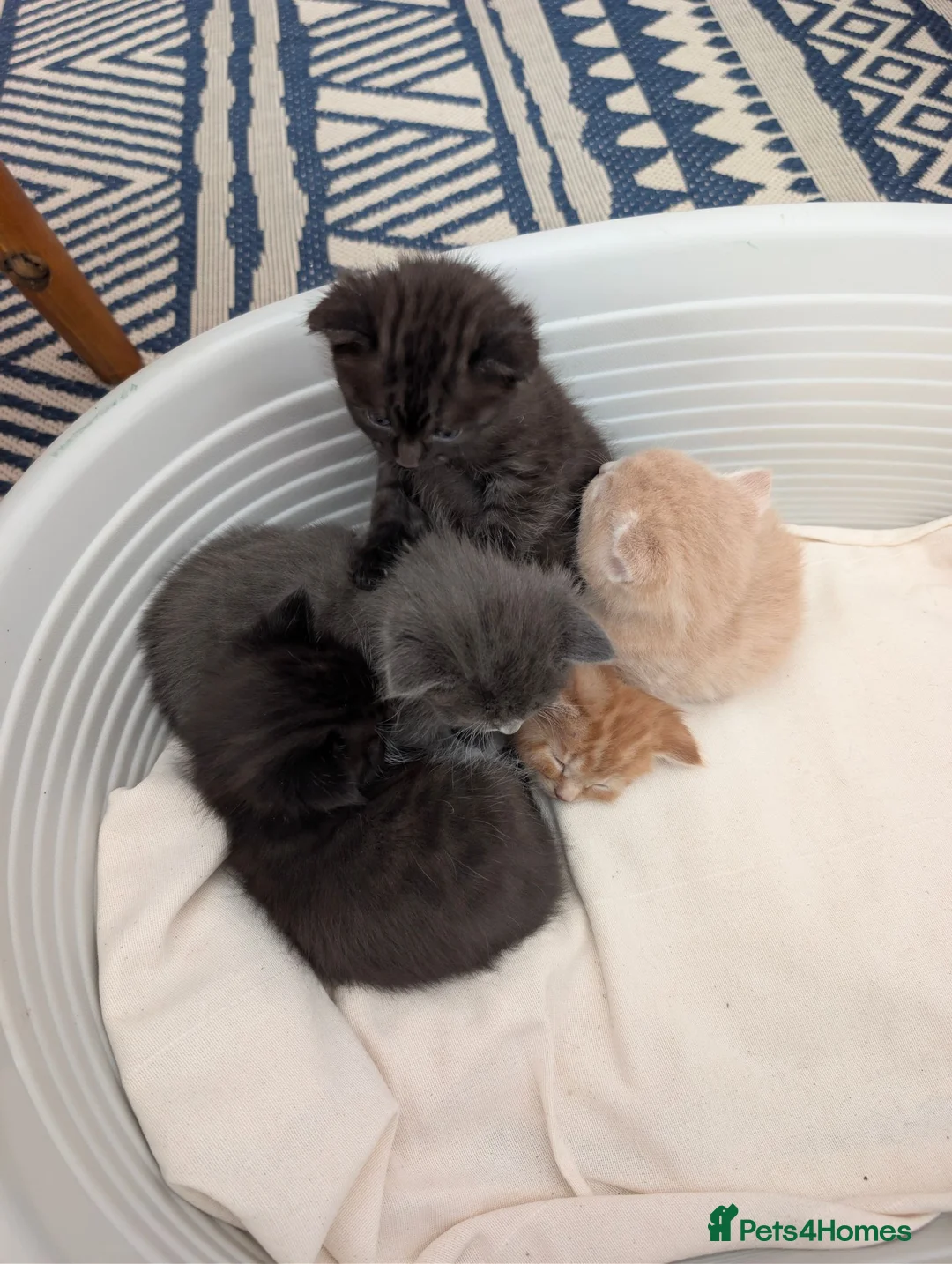 Maine Coon cats for sale: Main coon cross kittens!  - Advert 2