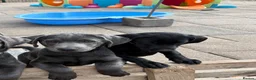 Labrador Retriever dogs for sale: Gorgeous KC Silver & Charcoal Labrador Pups - Advert 4