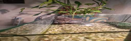 Turtle reptiles for sale: Two very happy turtle in Oxford - Advert 9