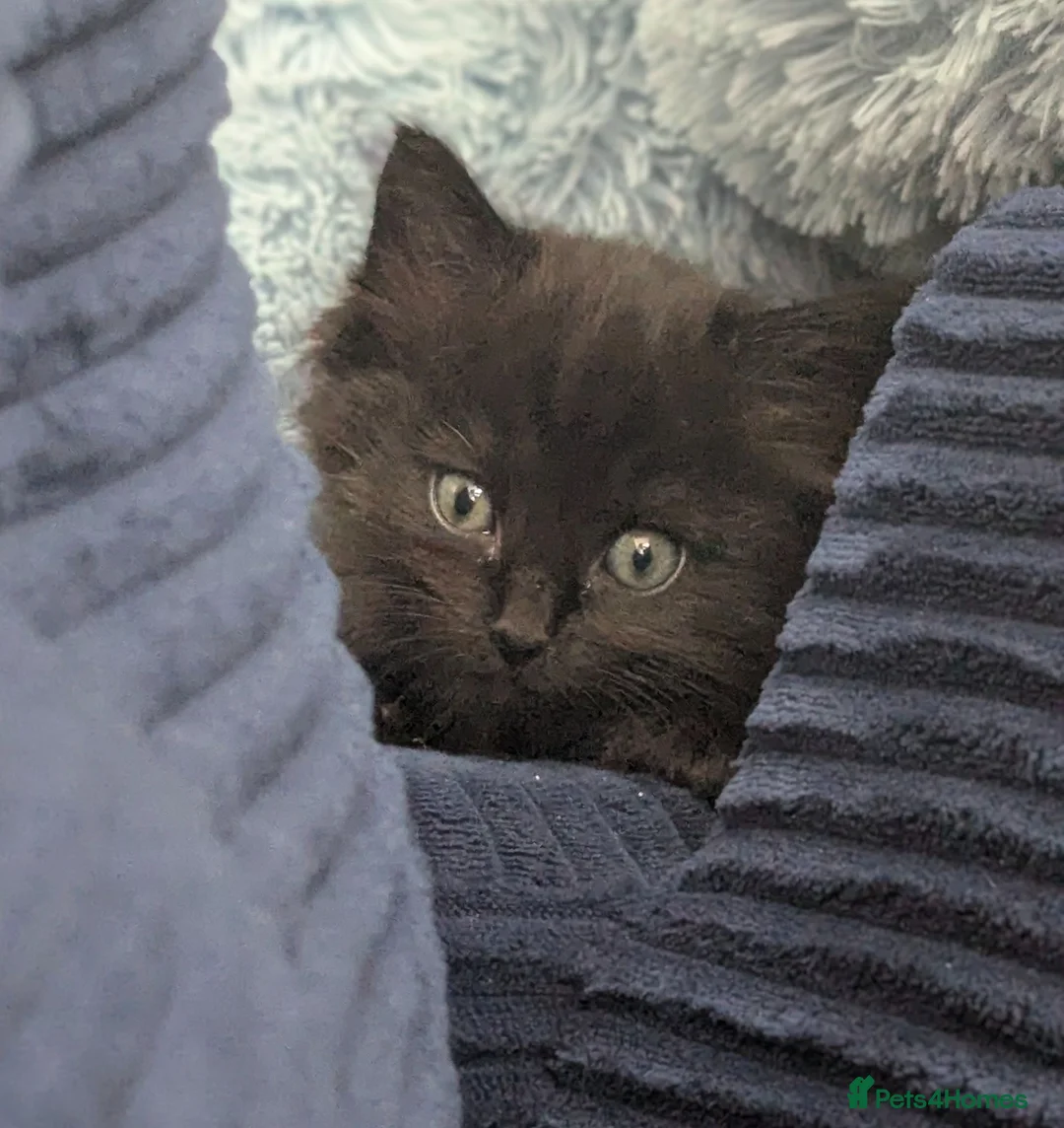 Ragdoll cats for sale: URGENT little Orphan Kitten needs a home!  - Advert 7