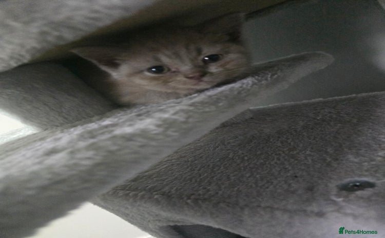 British Shorthair cats - Advert 3