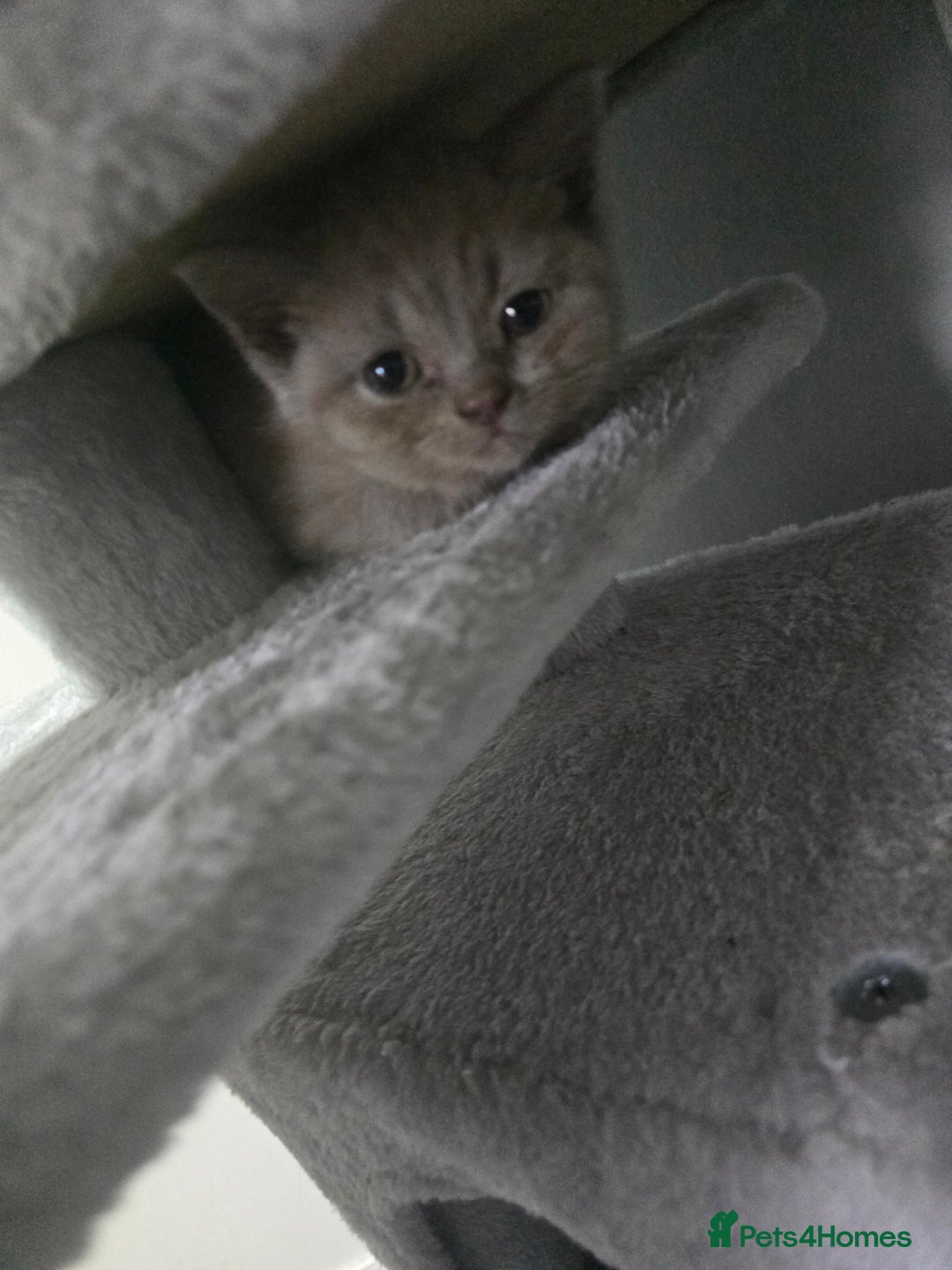 British Shorthair cats for sale: Bsh kitten  - Image 1