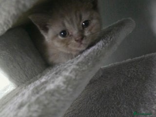 British Shorthair cats - Advert 1