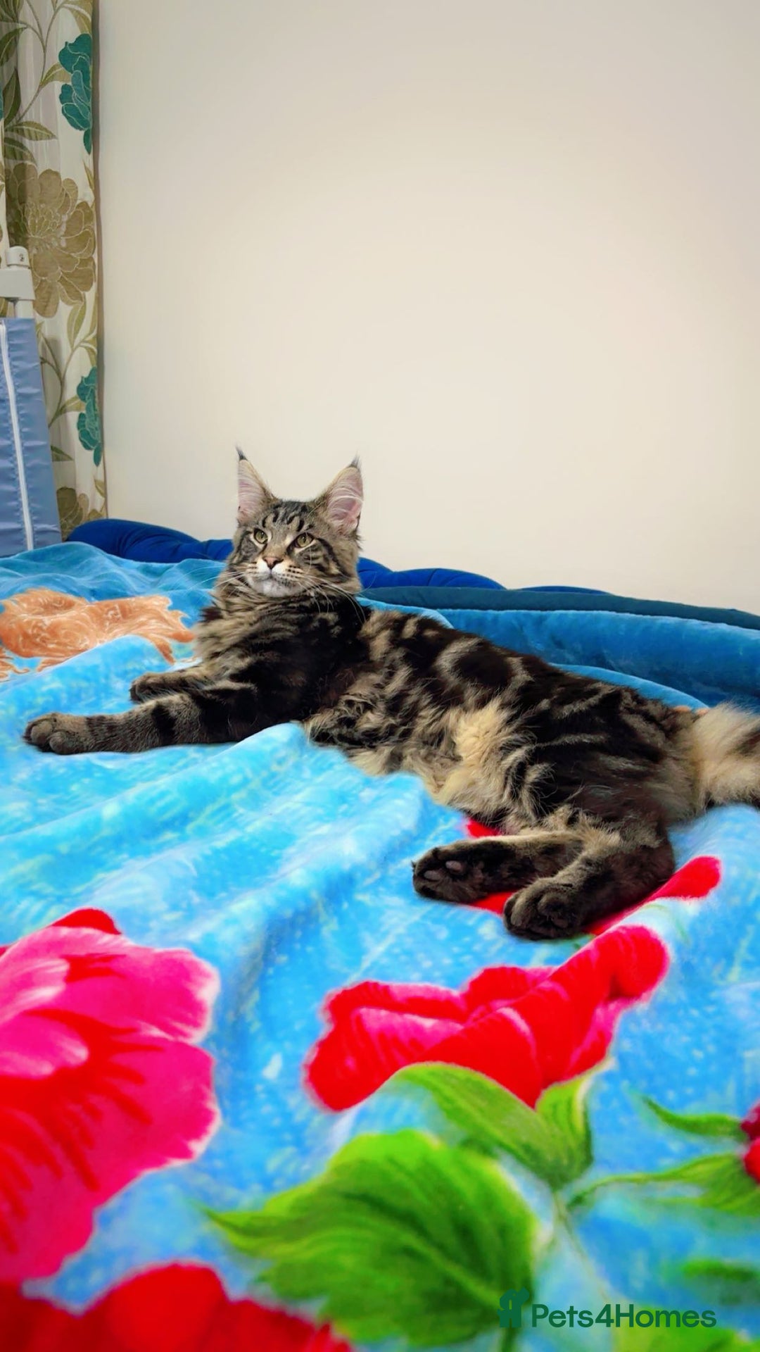 Maine Coon cats for stud: Tabby Mainecoon For Stud - Advert 7