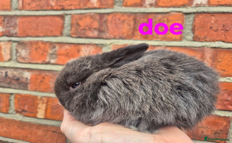 Mini Lop rabbits - Advert 4