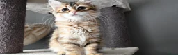 Siberian cats for sale: Siberian Kitens from Tunguska House Cattery - Advert 13