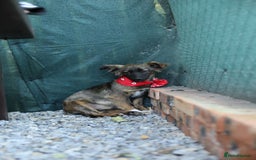 Mixed Breed dogs for adoption: 💖🐶 LOLLY & JOLIE 🐶💖 - Image 25
