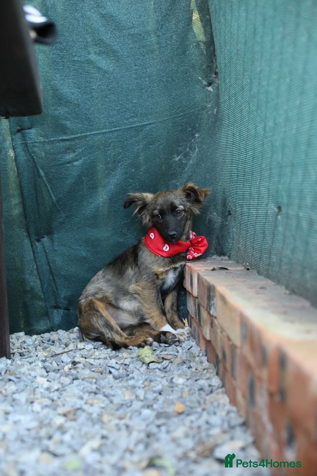 Mixed Breed dogs for adoption: 💖🐶 LOLLY & JOLIE 🐶💖 - Image 25