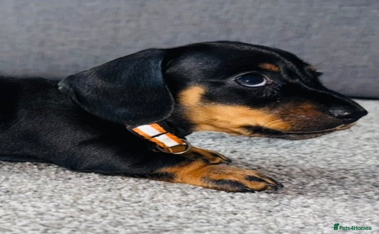 Miniature Dachshund dogs - Advert 12