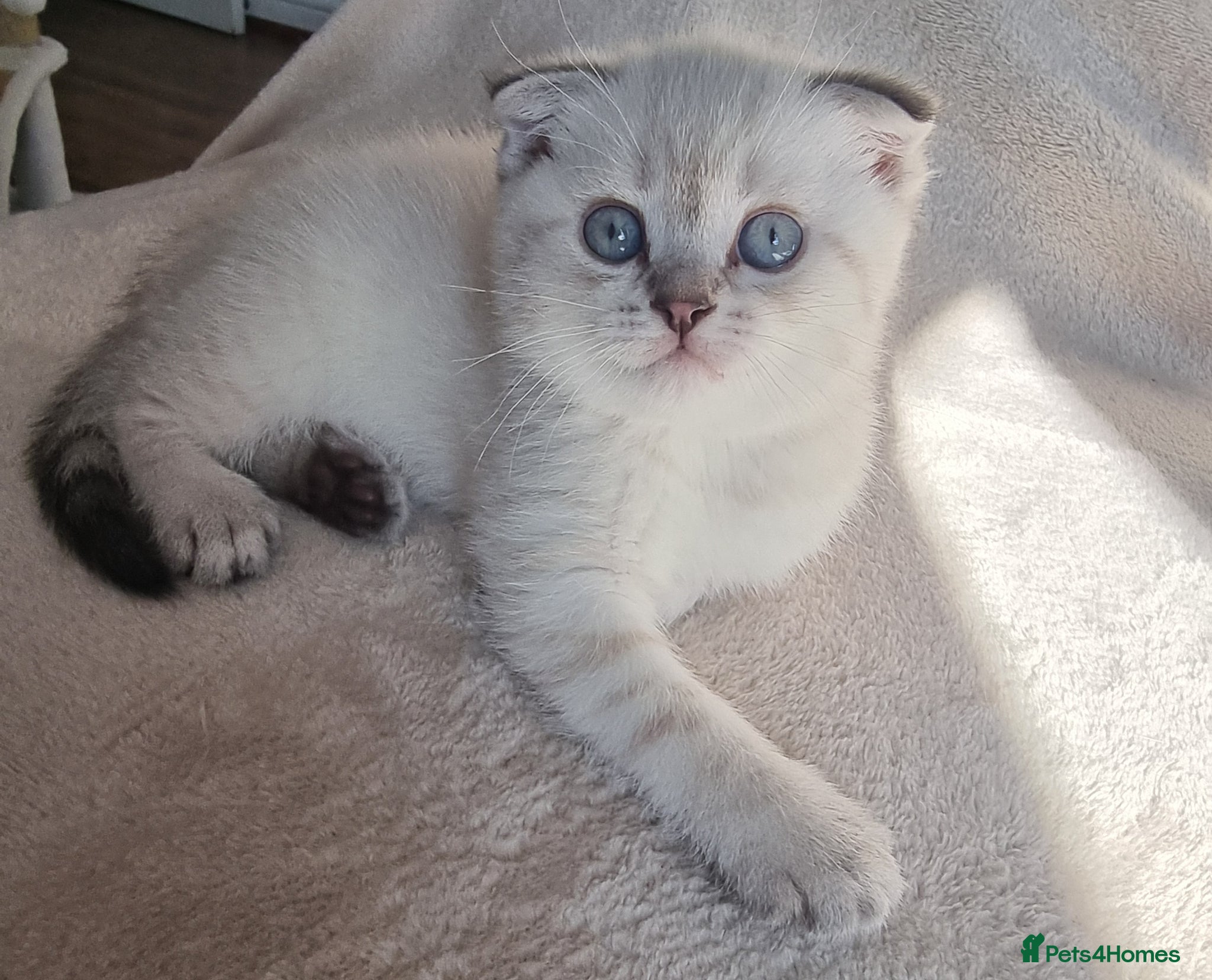 Scottish Fold cats Scottish Straight and Scottish Fold  - Advert 1