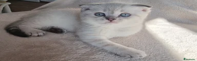 Scottish Fold Kitten 1