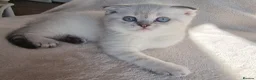 Scottish Fold cats for sale: Scottish Straight and Scottish Fold  - Advert 1