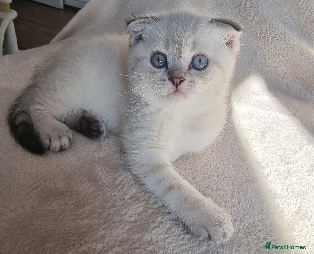 Scottish Fold cats for sale: Scottish Straight and Scottish Fold  - Advert 1