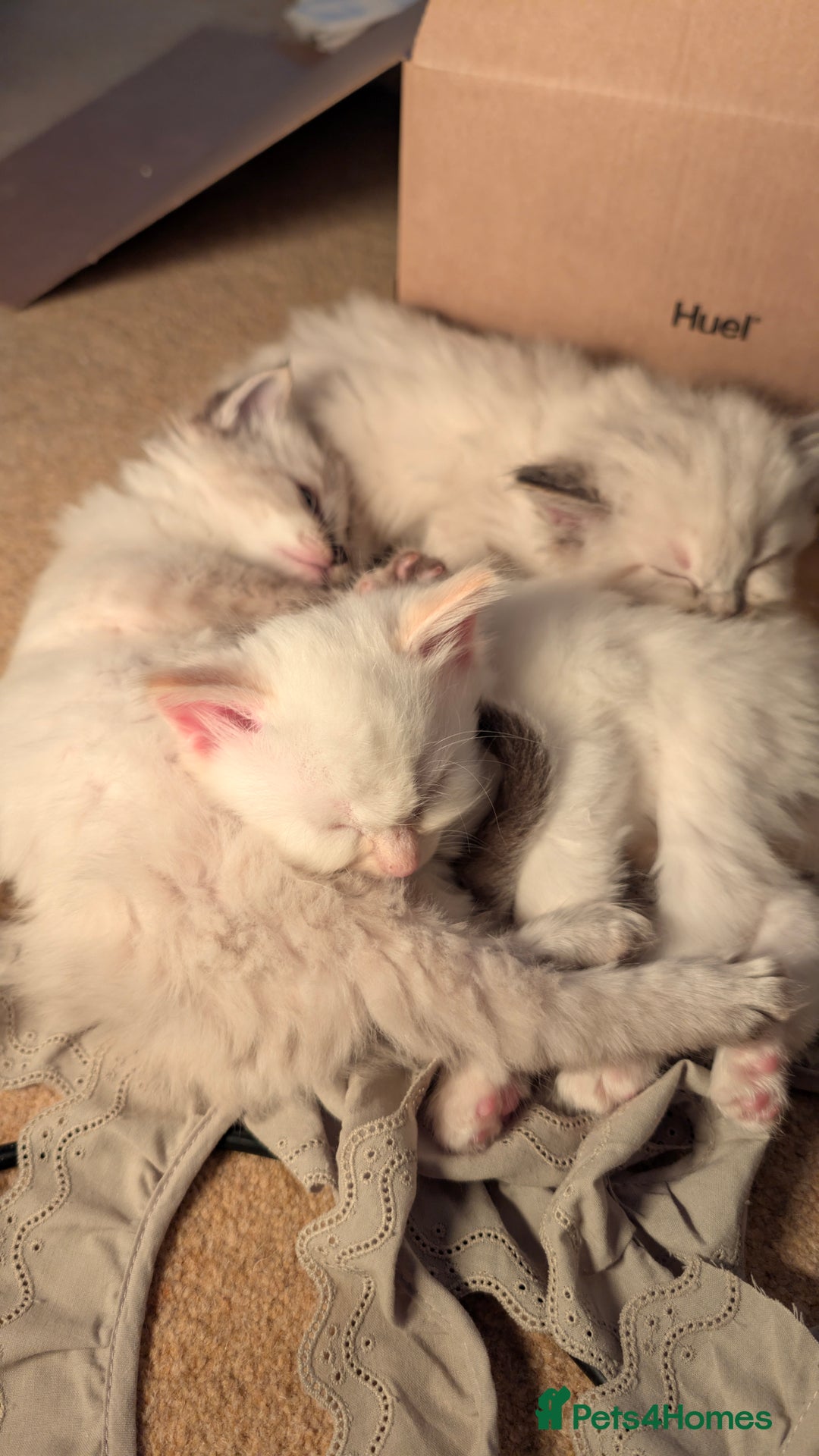 Ragdoll cats for sale: Beautiful Playful Ragdoll Kittens - Advert 27
