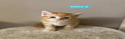 Mixed Breed cats for sale: Norwegian Forrest Cross Kittens  - Advert 9