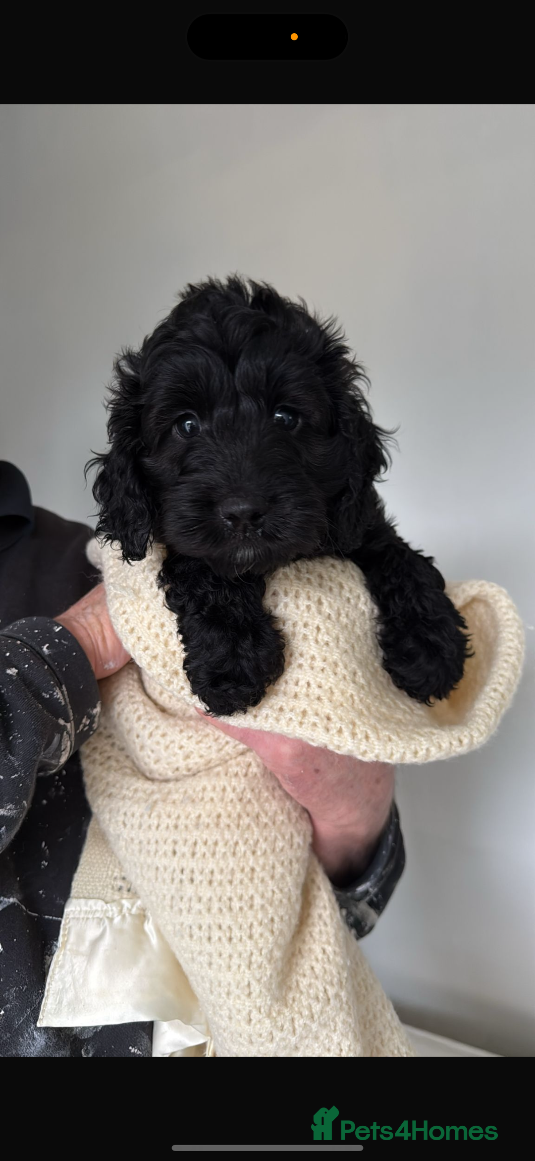Sproodle dogs for sale: Beautiful Sproodle boy puppy - Advert 4