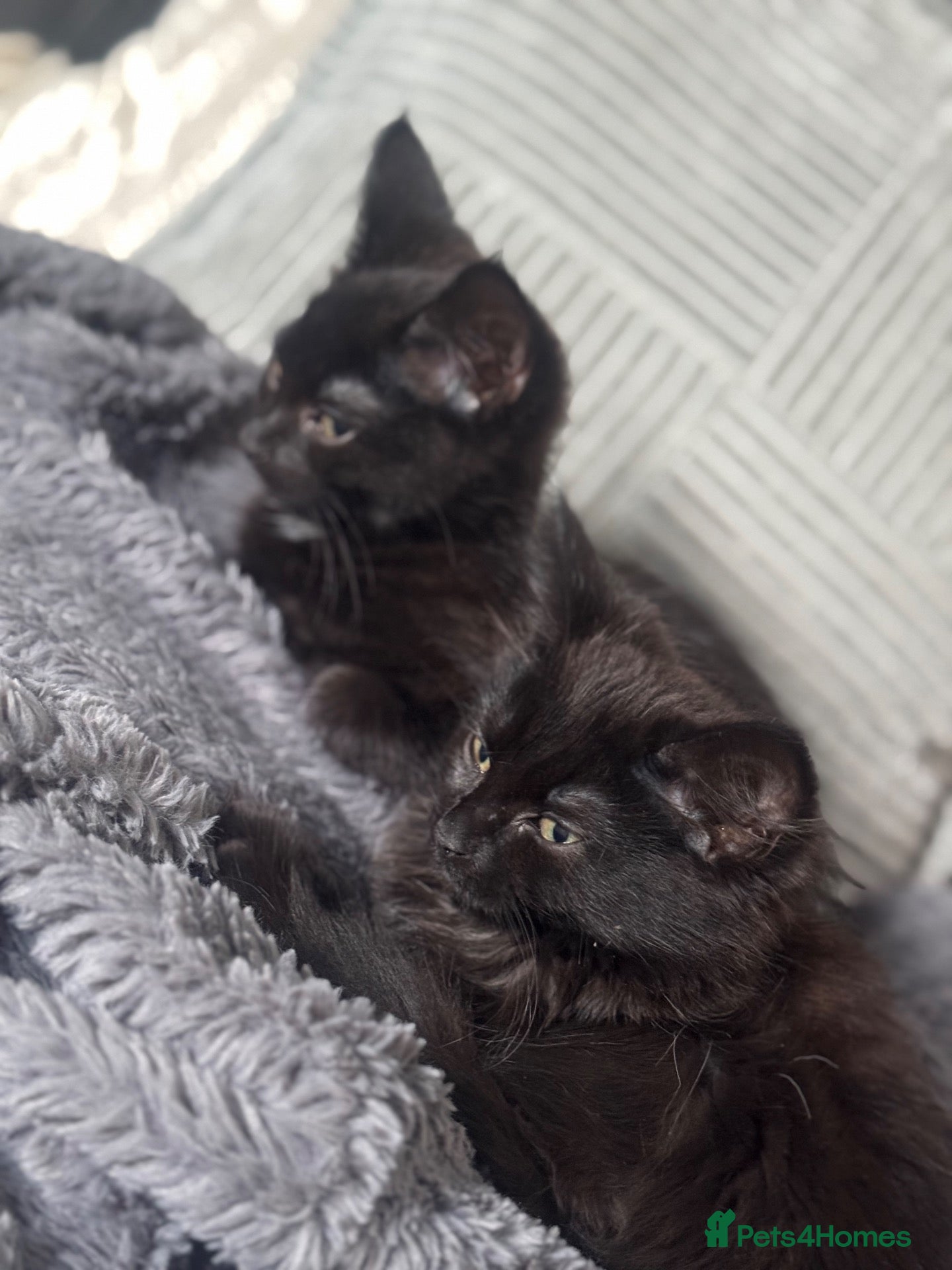 Mixed Breed cats 12 week old kittens  - Advert 4