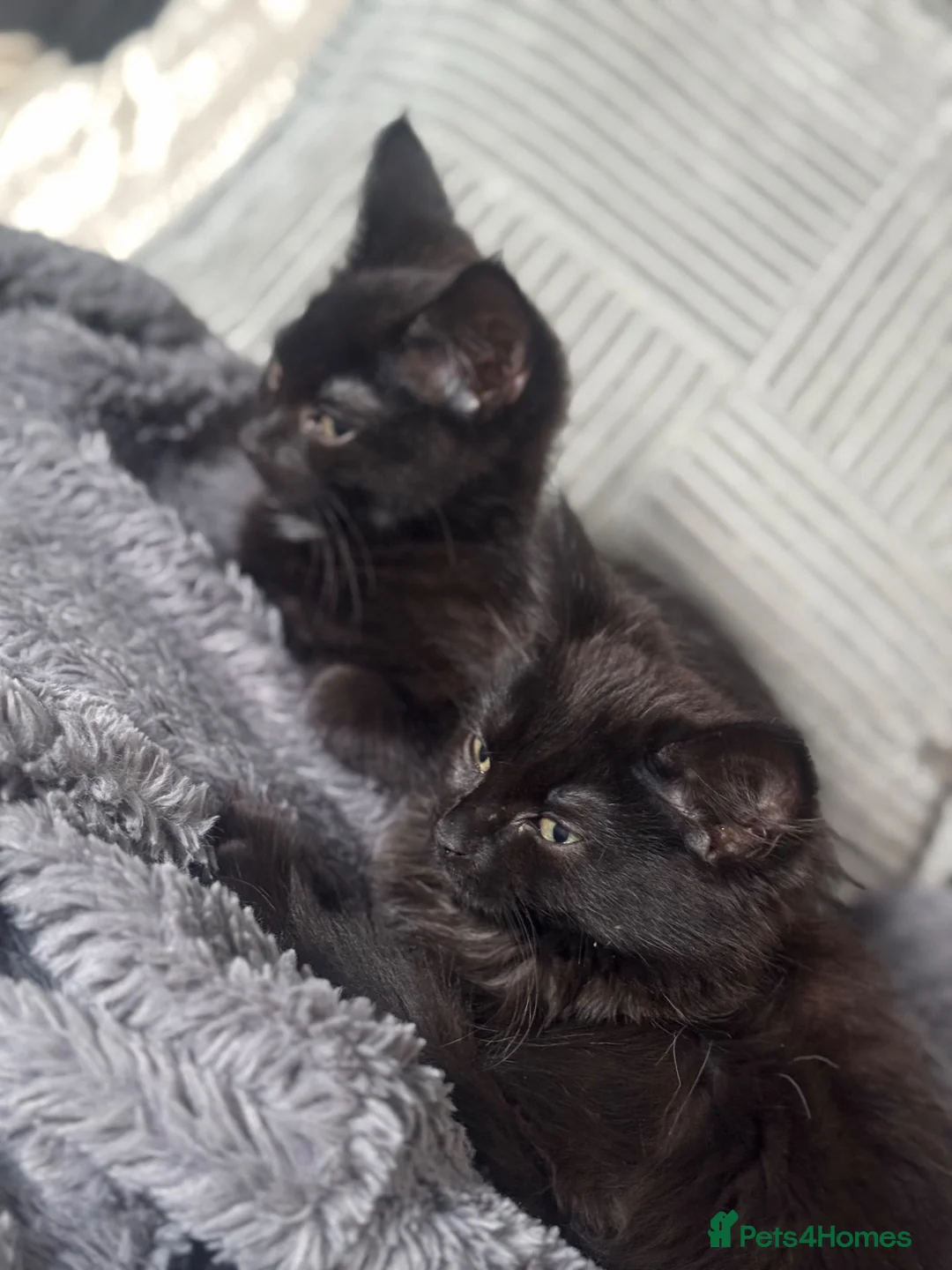 Mixed Breed cats for sale: 12 week old kittens  in Nelson - Advert 1