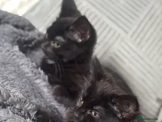 Mixed Breed cats 12 week old kittens - Advert 1