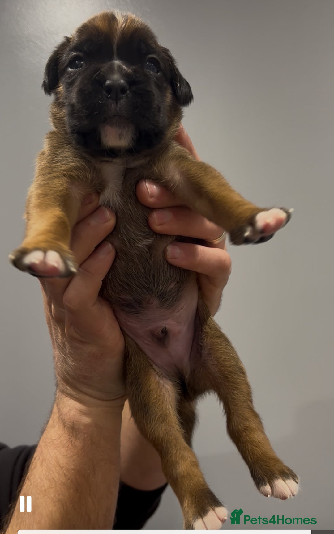 Boxer dogs for sale: 9 Beautiful Boxer Puppies - Pet Only  - Advert 31