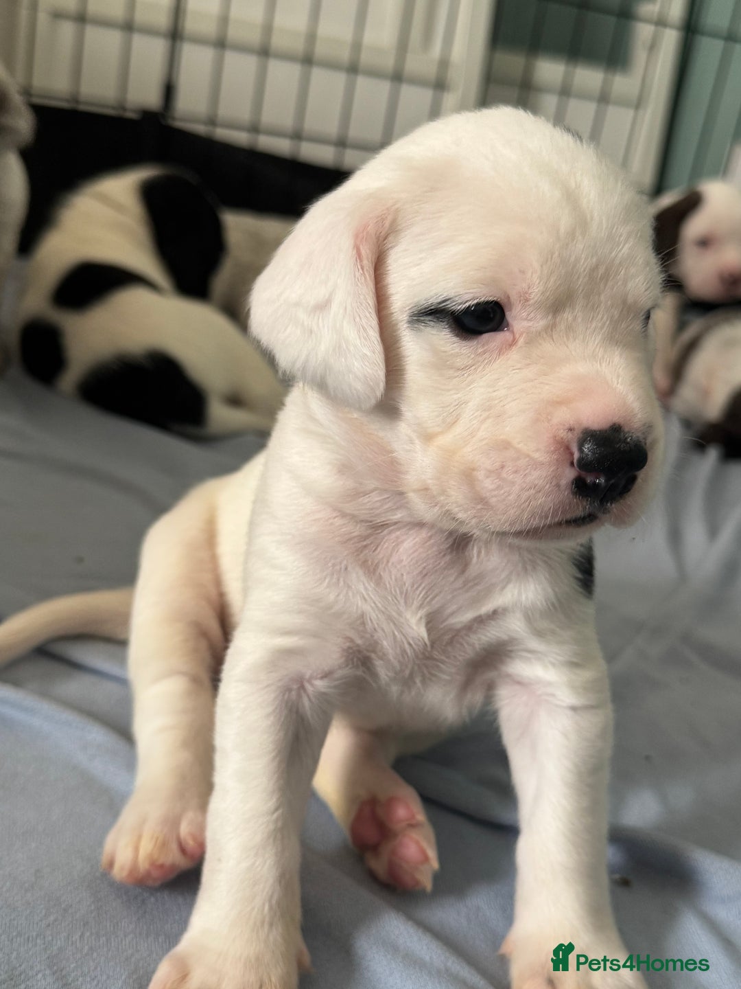 Mixed Breed dogs for sale: Litter of 9 healthy pups  - Image 24