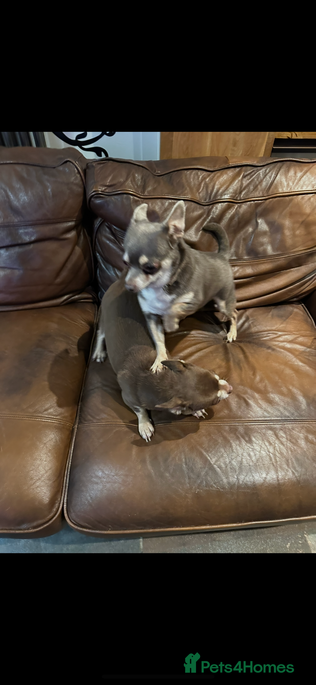 Chihuahua dogs for sale: 2 Lovely Little Boys - Advert 1