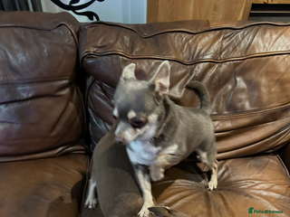 Chihuahua dogs 2 Lovely Little Boys - Advert 1