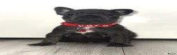 French Bulldog dogs for sale: Stunning French bulldog puppies  - Advert 16