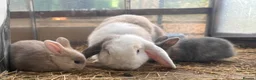 Mixed Breed rabbits for sale: 3x baby rabbits all female  in Spalding - Advert 3