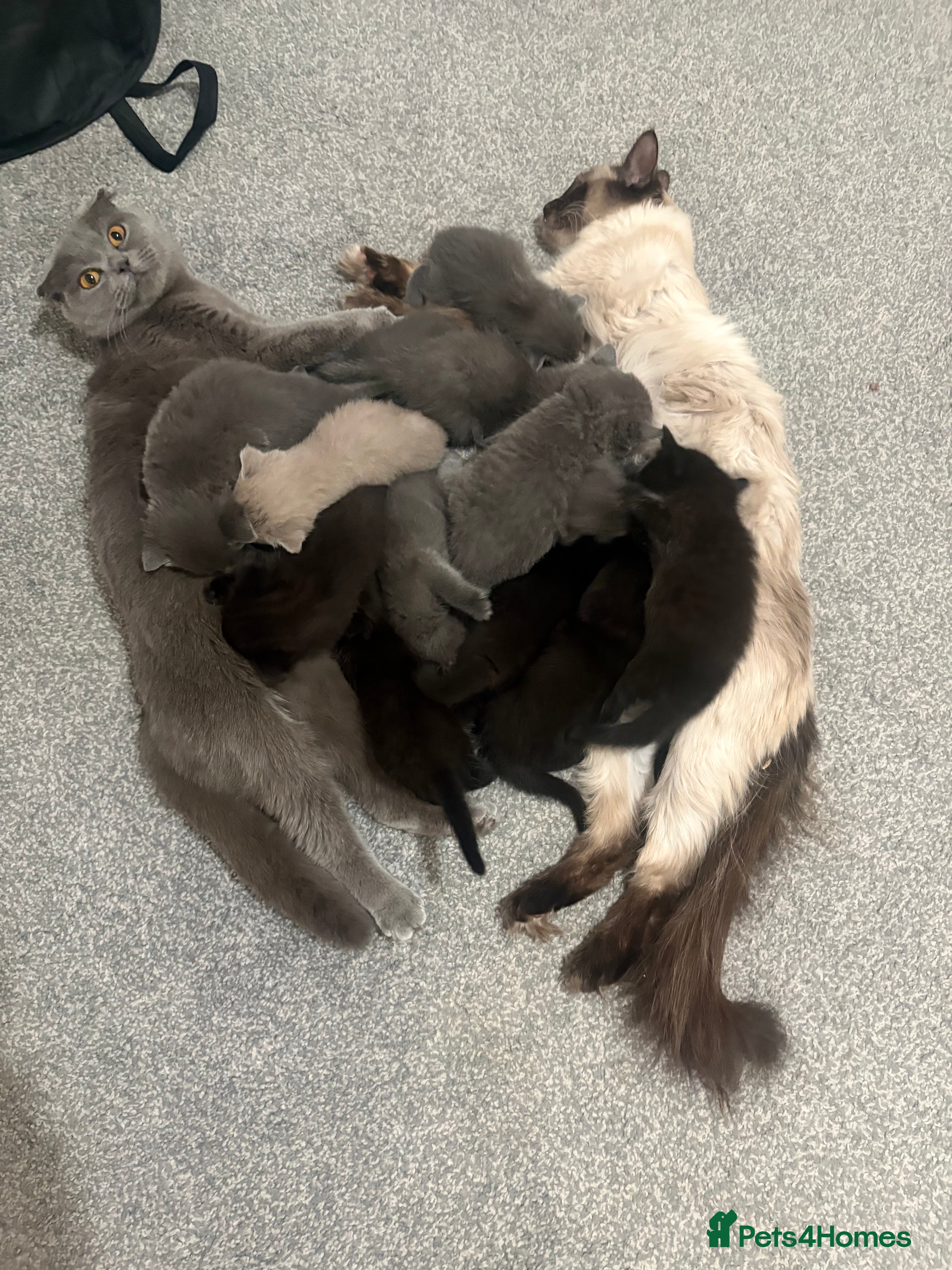 British Longhair cats Gorgeous Scottish Fold & Straight Kittens - Advert 10
