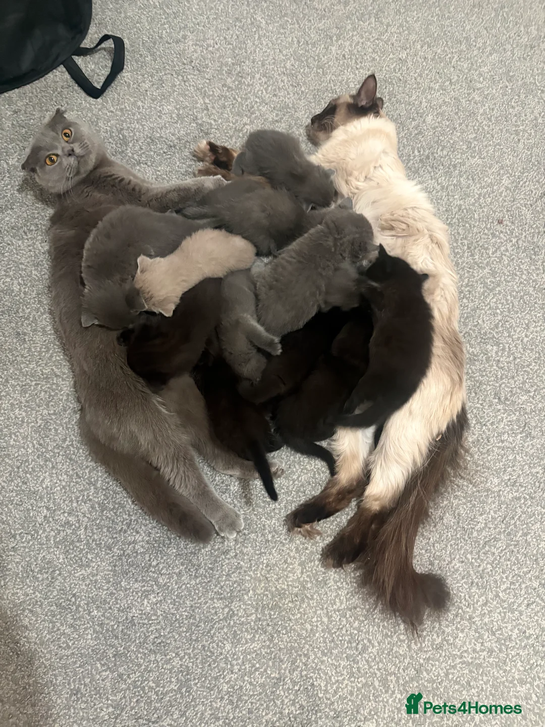 British Longhair cats for sale: Gorgeous Scottish Fold & Straight Kittens - Advert 1