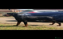 Dobermann dogs for sale: 3 Male Top Line Dobermans - Image 17