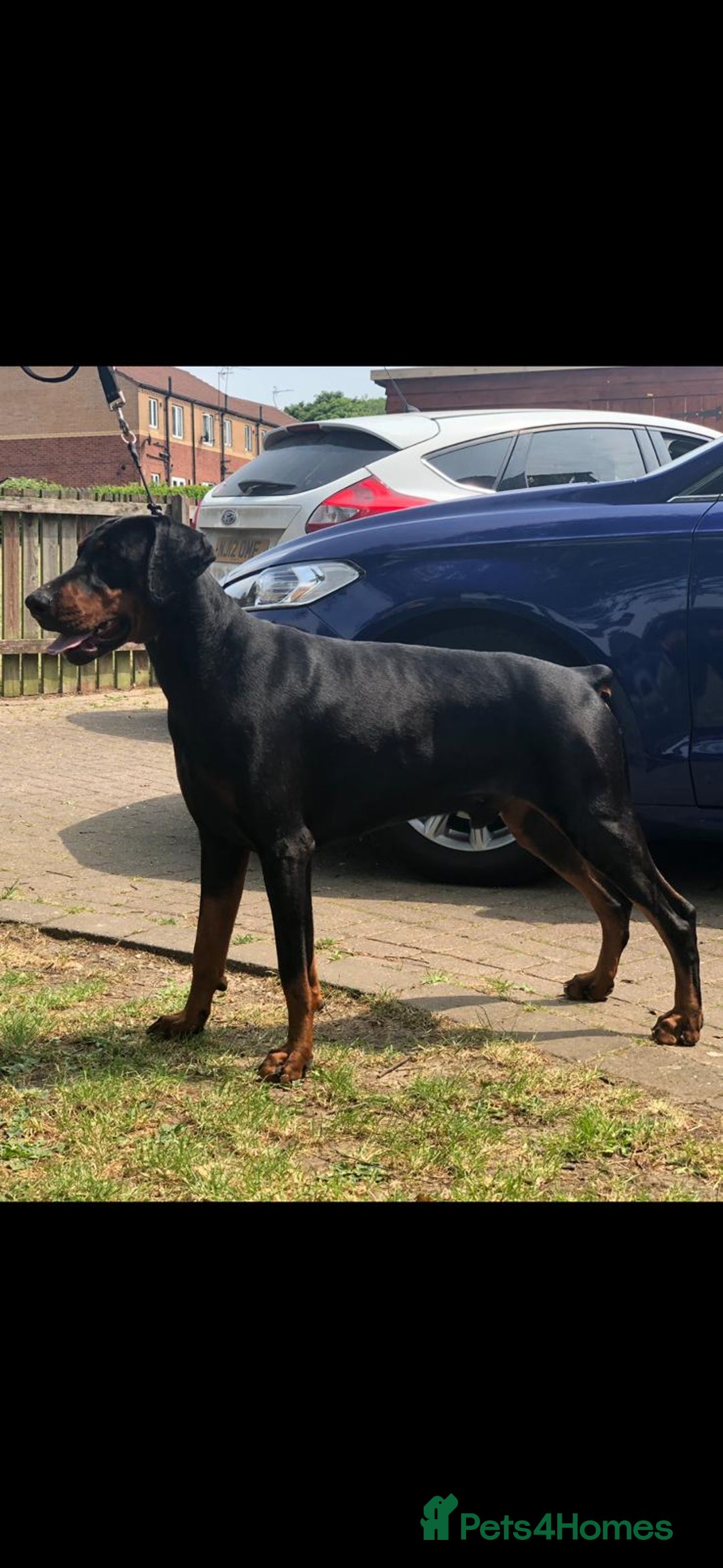 Dobermann dogs for sale: 3 Male Top Line Dobermans - Image 17