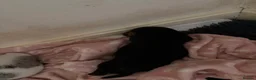 Miniature Dachshund dogs for sale: 5 beautiful mini dashounds  - Advert 4