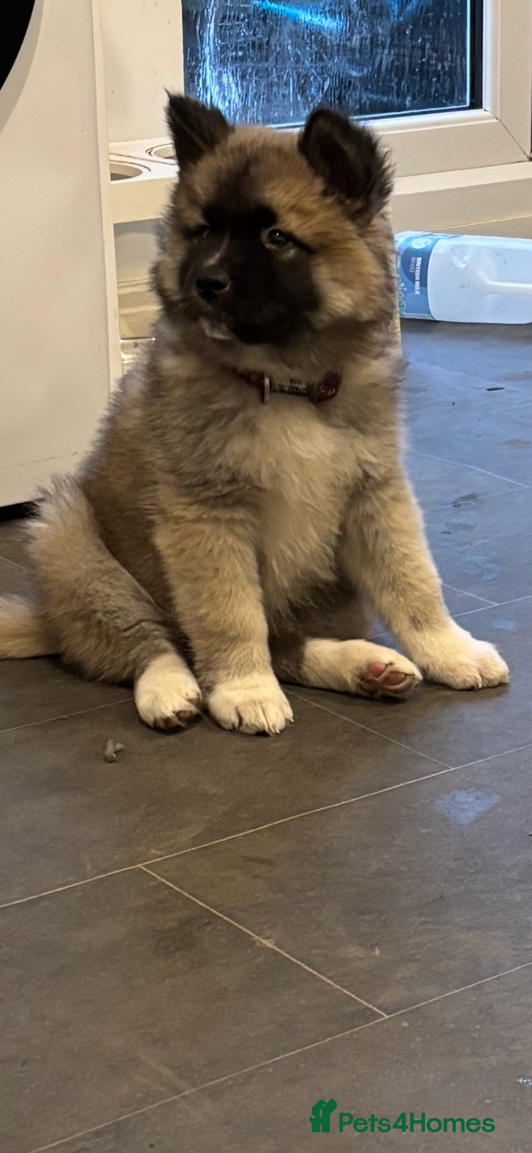 Akita dogs for sale: Beautiful 8week Akita  - Advert 2