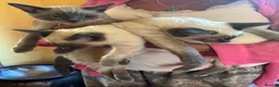Tonkinese cats for sale: Superb Tonkdoll kittens - Advert 4