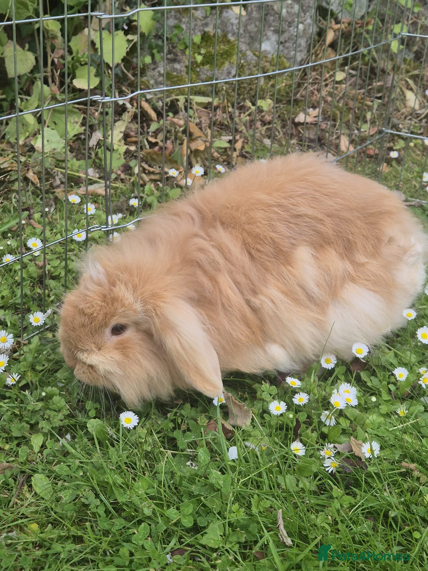 Lionhead rabbits Female Lionhead with Lovely Thick Light Brown Fur - Advert 3